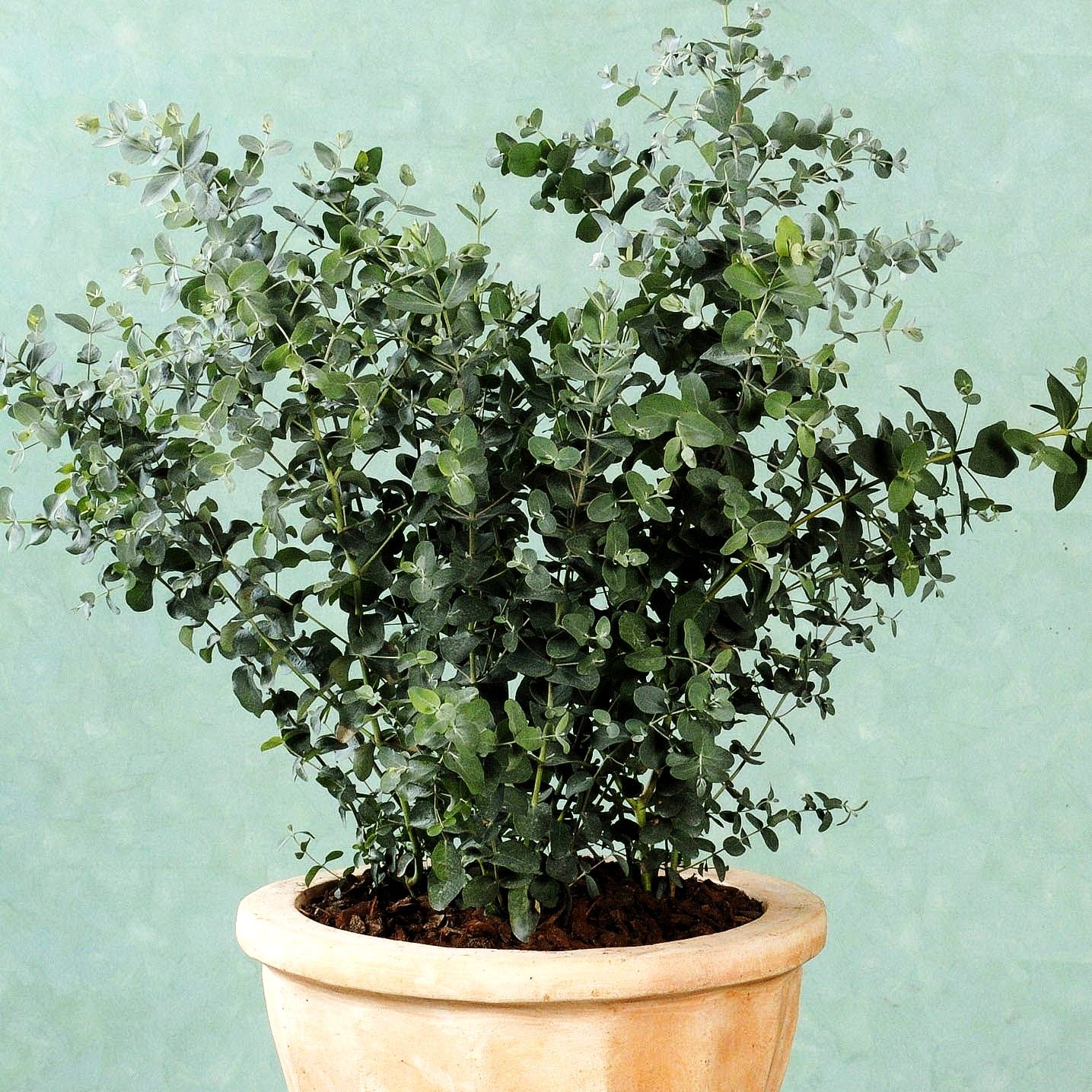 Echter Eukalyptus 'Silbertropfen' (Eucalyptus gunnii)