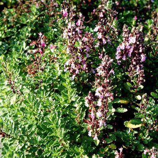 Echter Gamander (Teucrium chamaedrys)