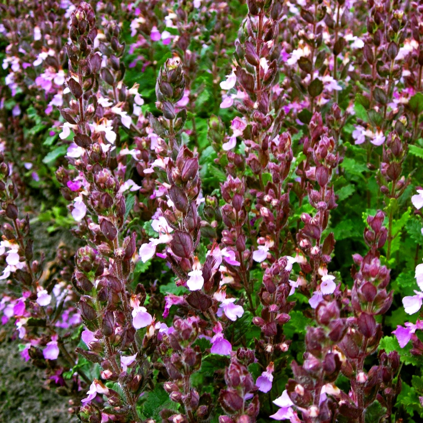 Echter Gamander (Teucrium chamaedrys)