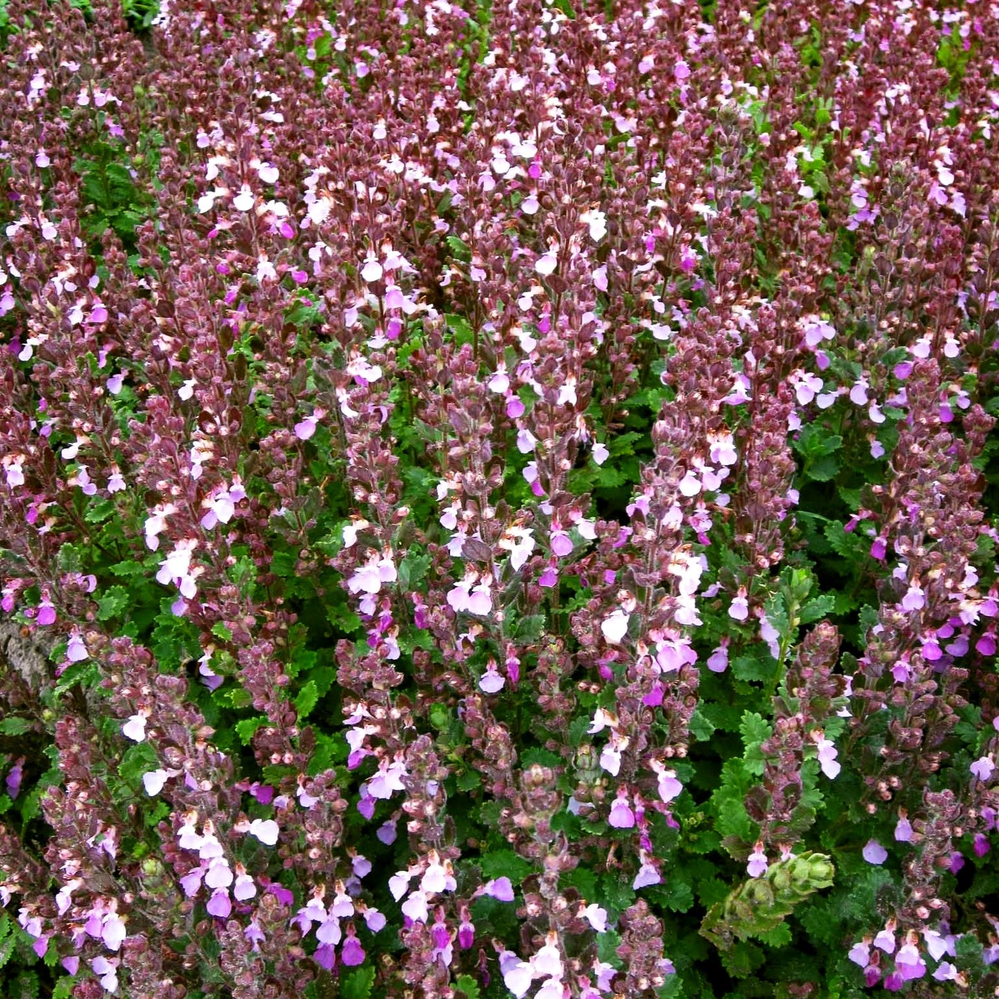 Echter Gamander (Teucrium chamaedrys)