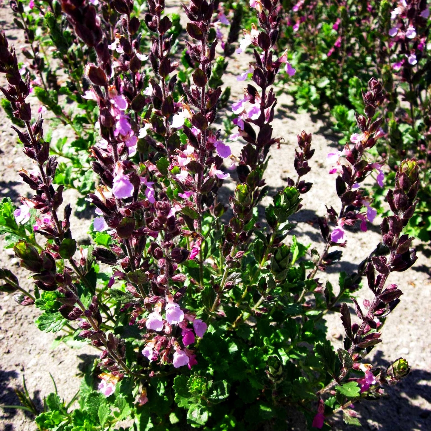 Echter Gamander (Teucrium chamaedrys)