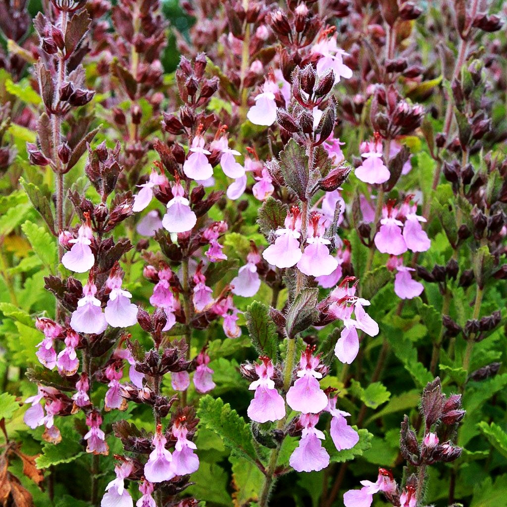 Echter Gamander (Teucrium chamaedrys)