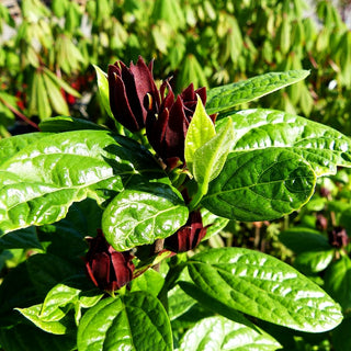 Echter Gewürzstrauch (Calycanthus floridus)