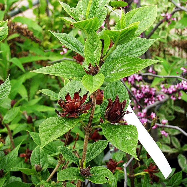 Echter Gewürzstrauch (Calycanthus floridus)