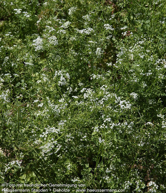 Echter Kerbel (Anthriscus cerefolium)