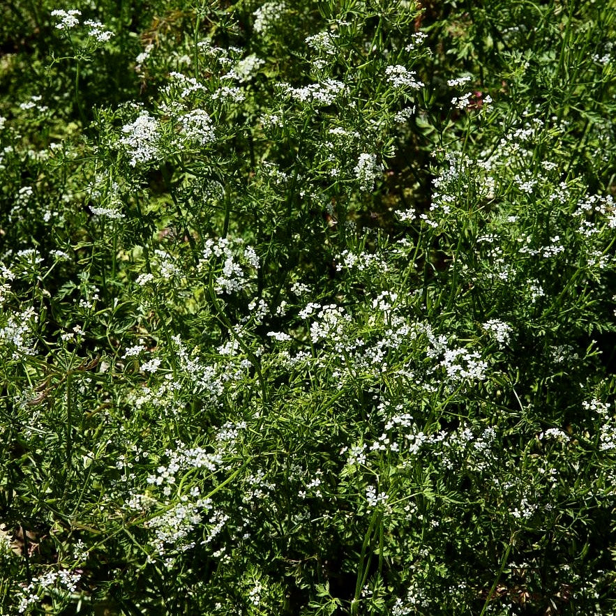 Echter Kerbel (Anthriscus cerefolium)
