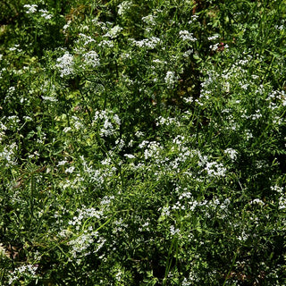 Echter Kerbel (Anthriscus cerefolium)