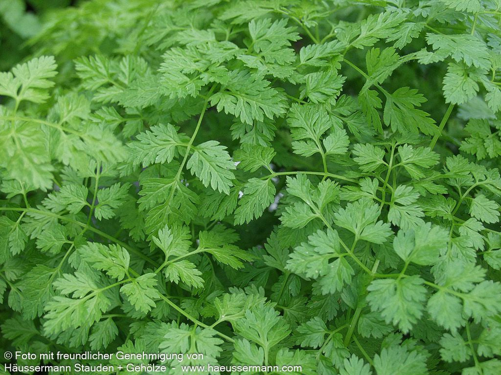 Echter Kerbel (Anthriscus cerefolium)