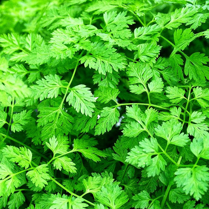 Echter Kerbel (Anthriscus cerefolium)