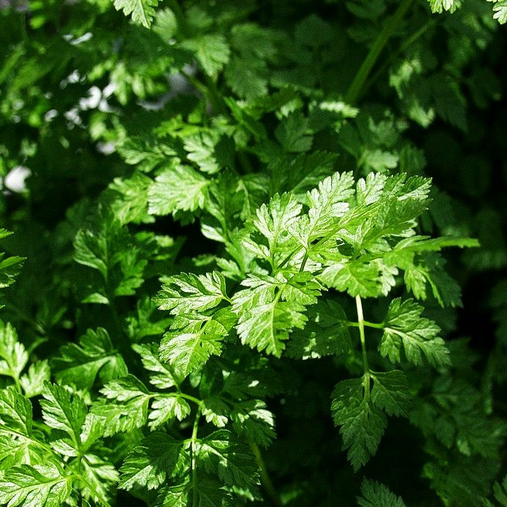 Echter Kerbel (Anthriscus cerefolium)