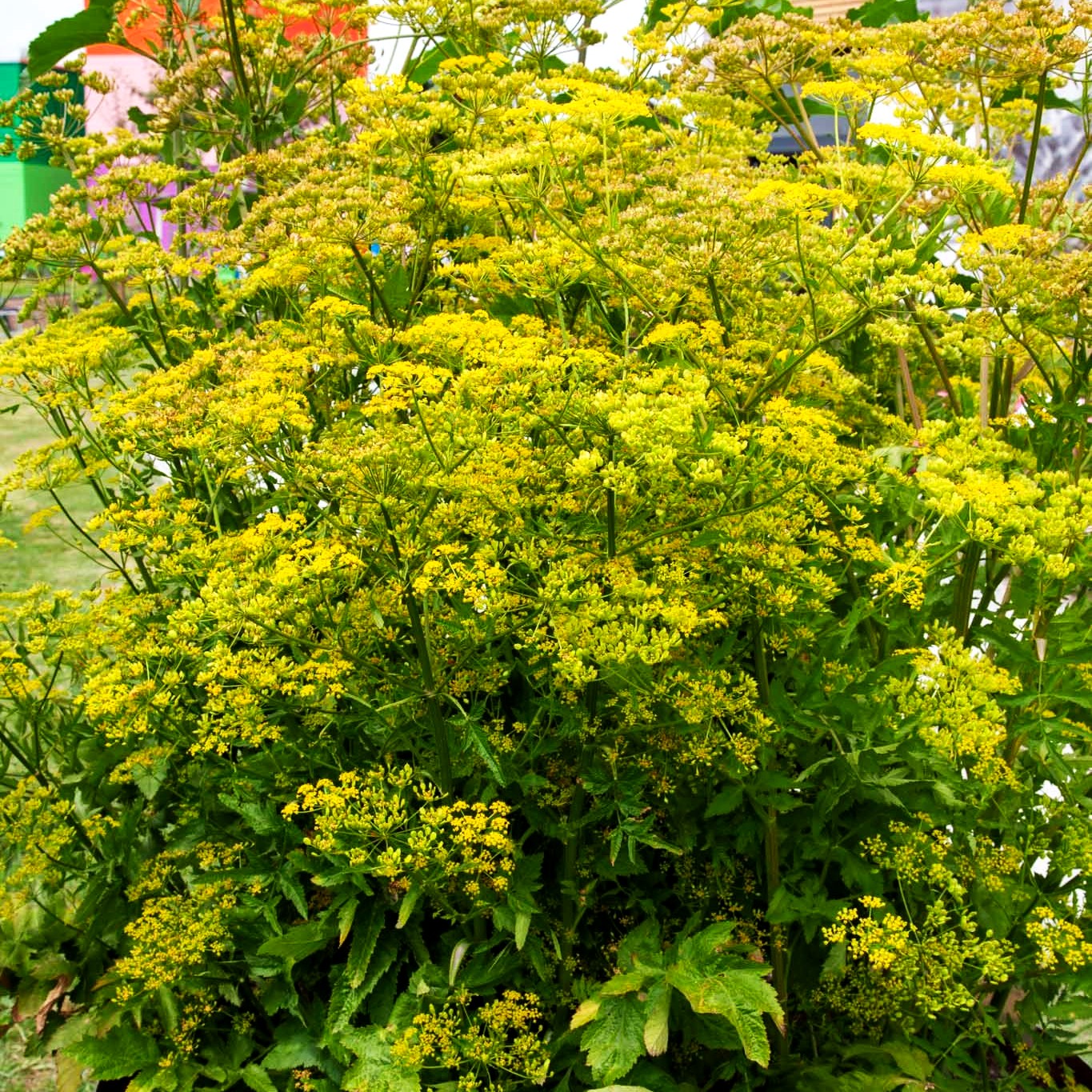 Echter Pastinak (Pastinaca sativa var.pratense)