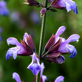 Echter Salbei / Apotheker Salbei (Salvia officinalis)