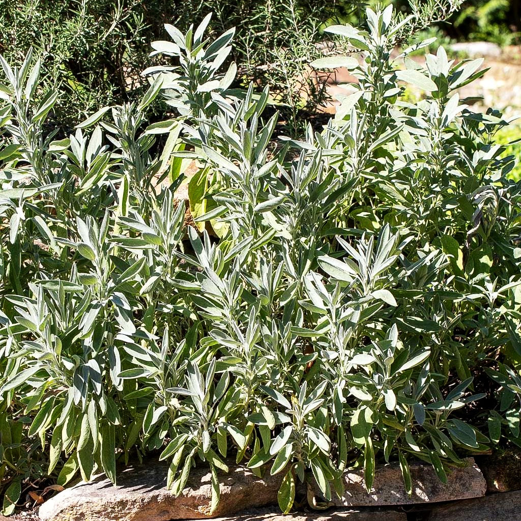 Echter Salbei / Apotheker Salbei (Salvia officinalis)