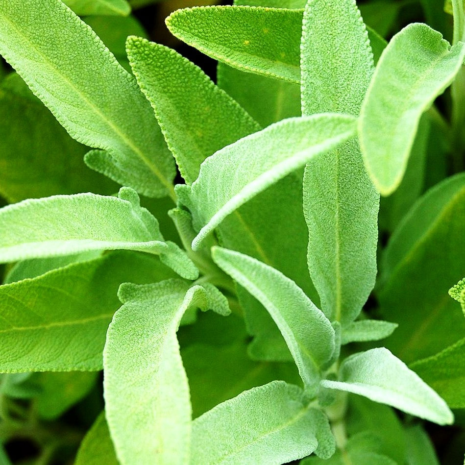 Echter Salbei / Apotheker Salbei (Salvia officinalis)