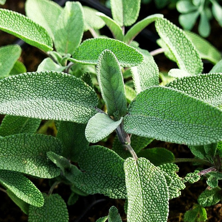 Echter Salbei / Apotheker Salbei (Salvia officinalis)