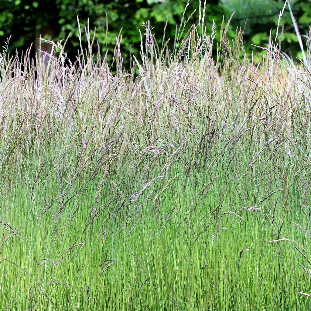 Echter Schaf-Schwingel (Festuca ovina)