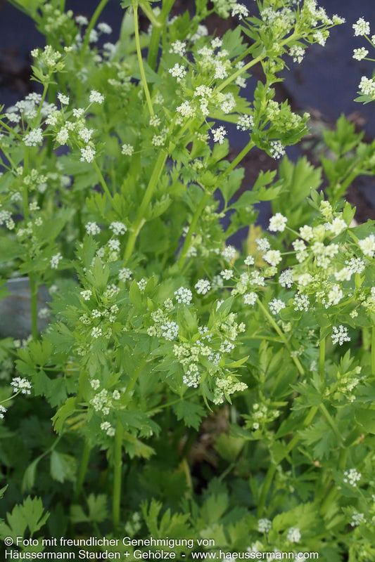 Echter Sellerie (Apium graveolens)