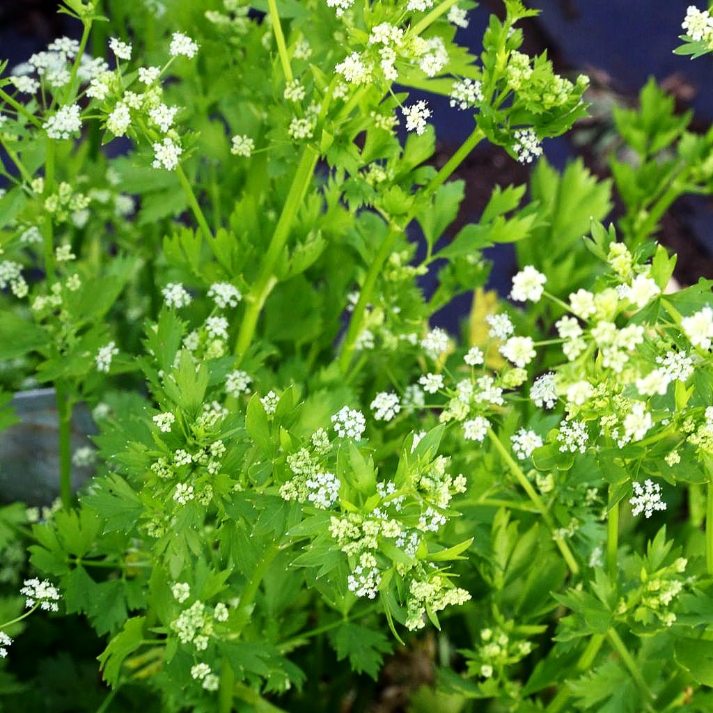 Echter Sellerie (Apium graveolens)