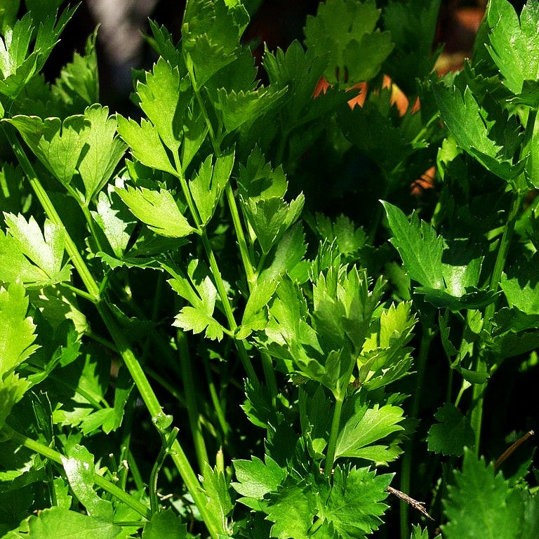 Echter Sellerie (Apium graveolens)