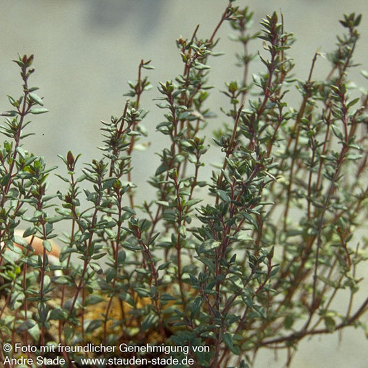 Echter Thymian (Thymus vulgaris)