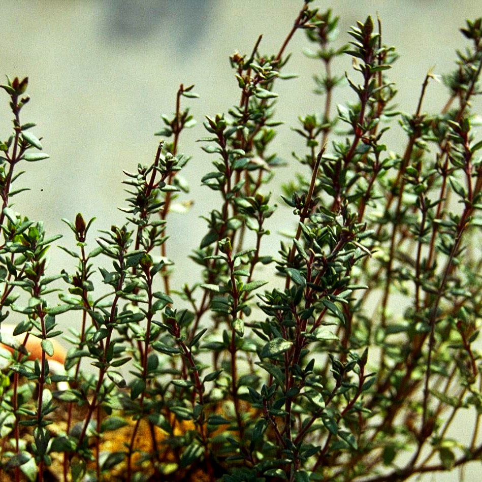 Echter Thymian (Thymus vulgaris)
