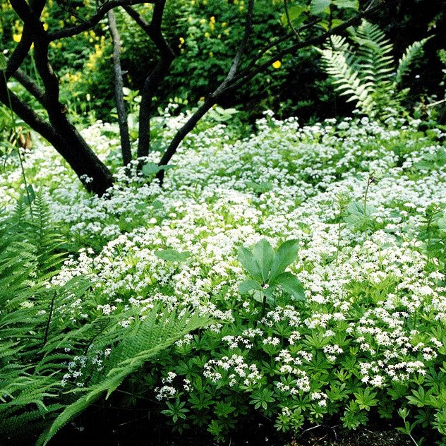 Echter Waldmeister (Galium odoratum)