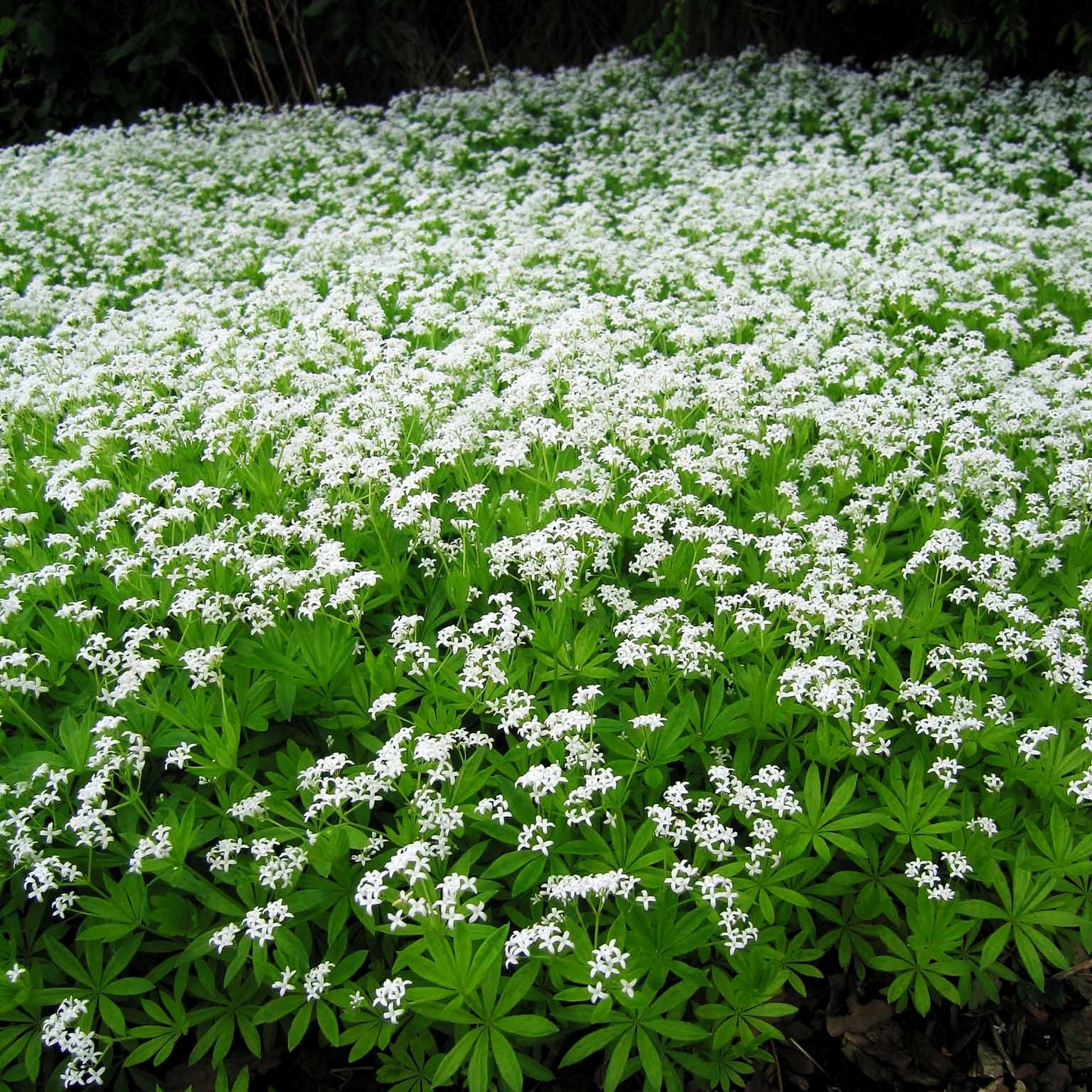 Echter Waldmeister (Galium odoratum)