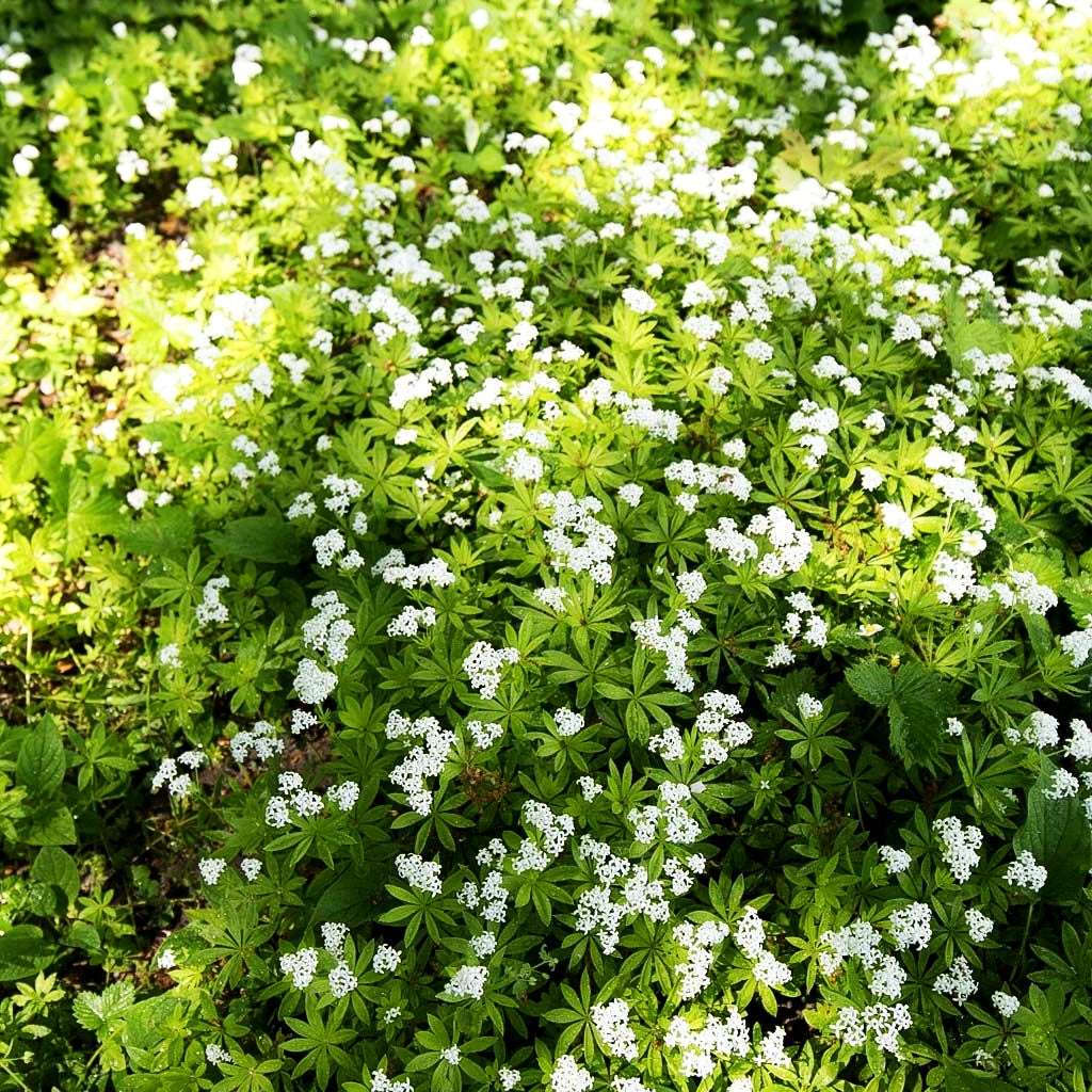 Echter Waldmeister (Galium odoratum)