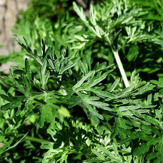 Echter Wermut (Artemisia absinthium)