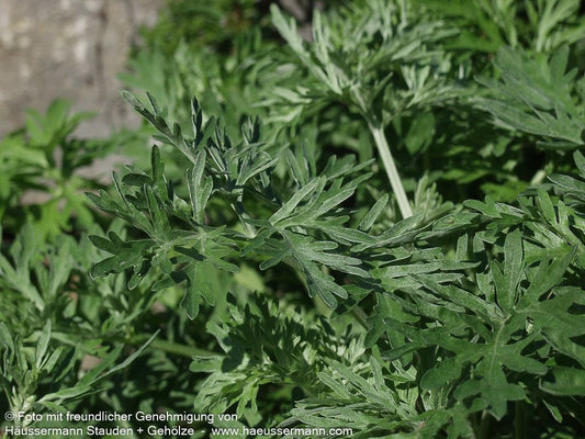 Echter Wermut (Artemisia absinthium)