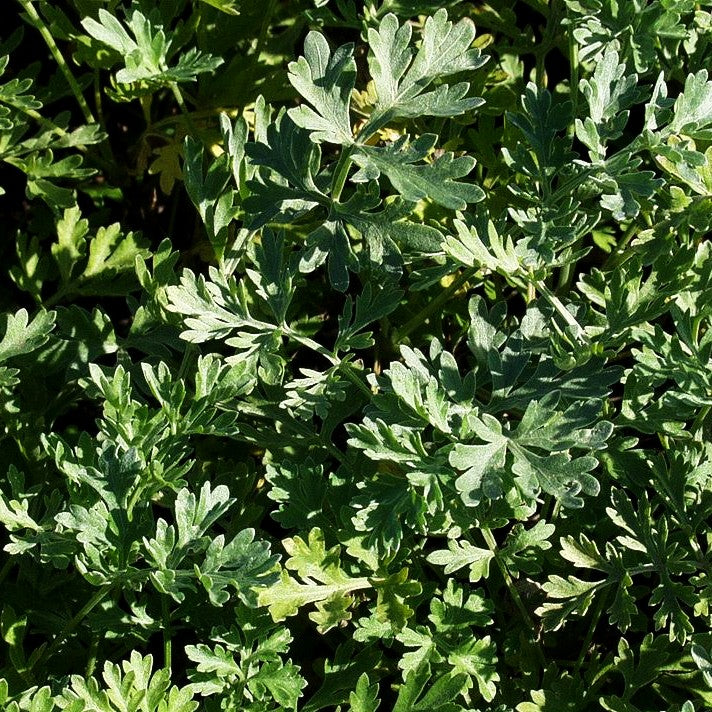 Echter Wermut (Artemisia absinthium)