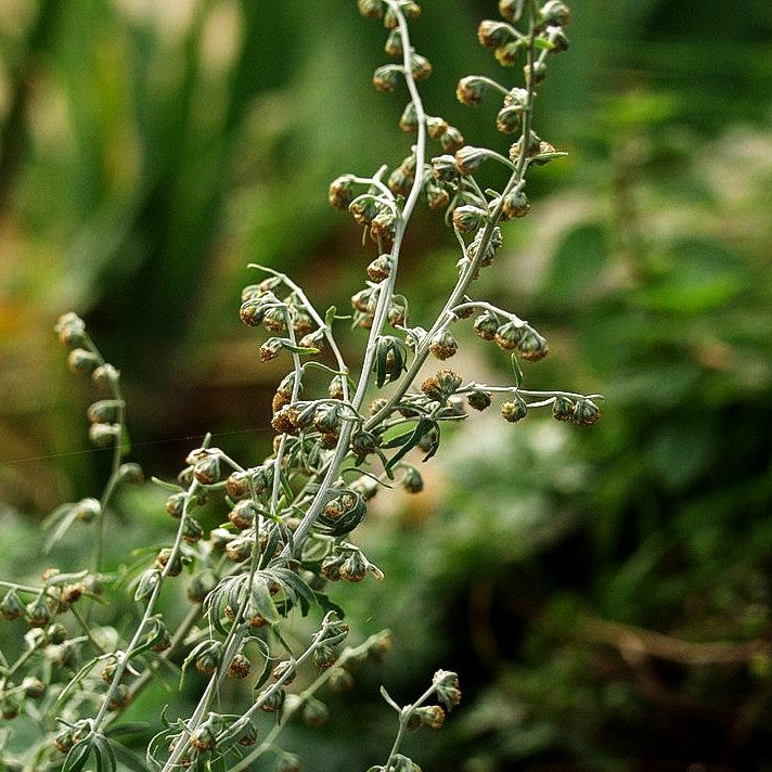 Echter Wermut (Artemisia absinthium)