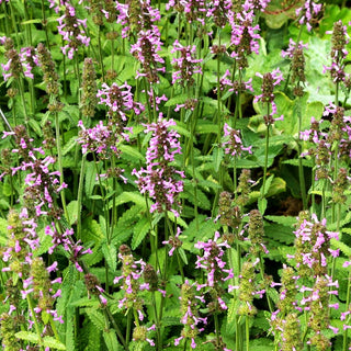 Echter Ziest, Heilender Ziest (Stachys officinalis)