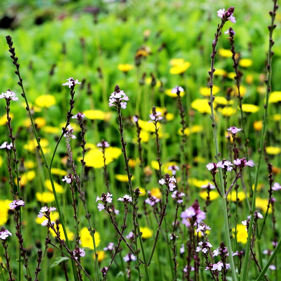 Echtes Eisenkraut (Verbena officinalis)