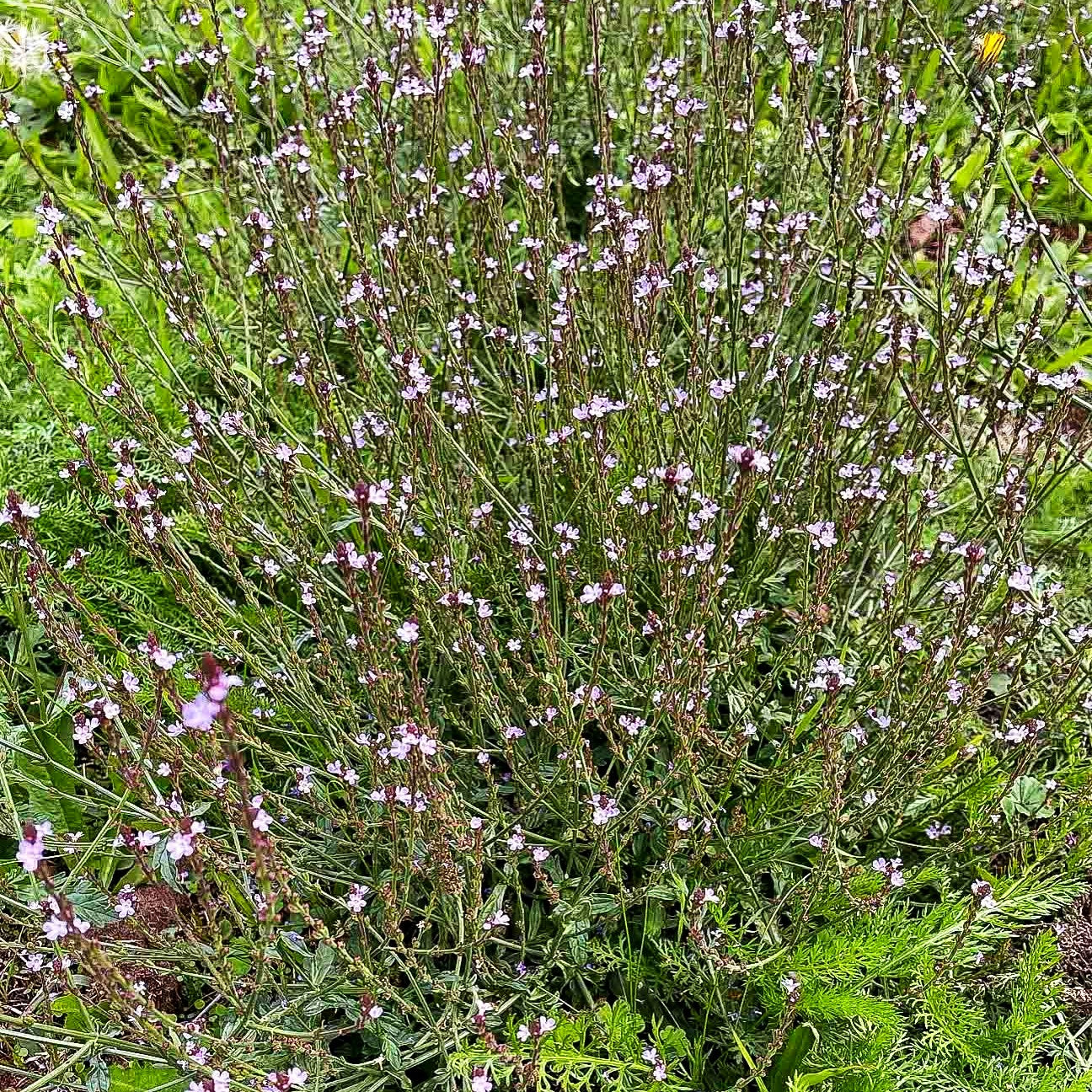 Echtes Eisenkraut (Verbena officinalis)