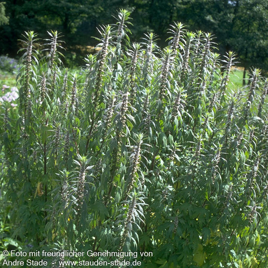 Echtes Herzgespann (Leonurus cardiaca)