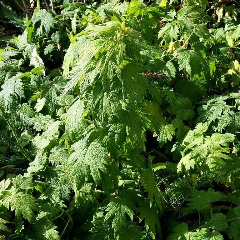 Echtes Herzgespann (Leonurus cardiaca)