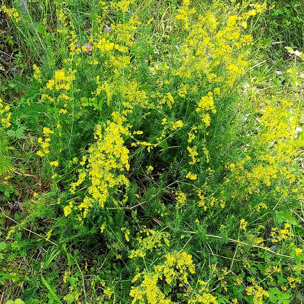 Echtes Labkraut (Galium verum)