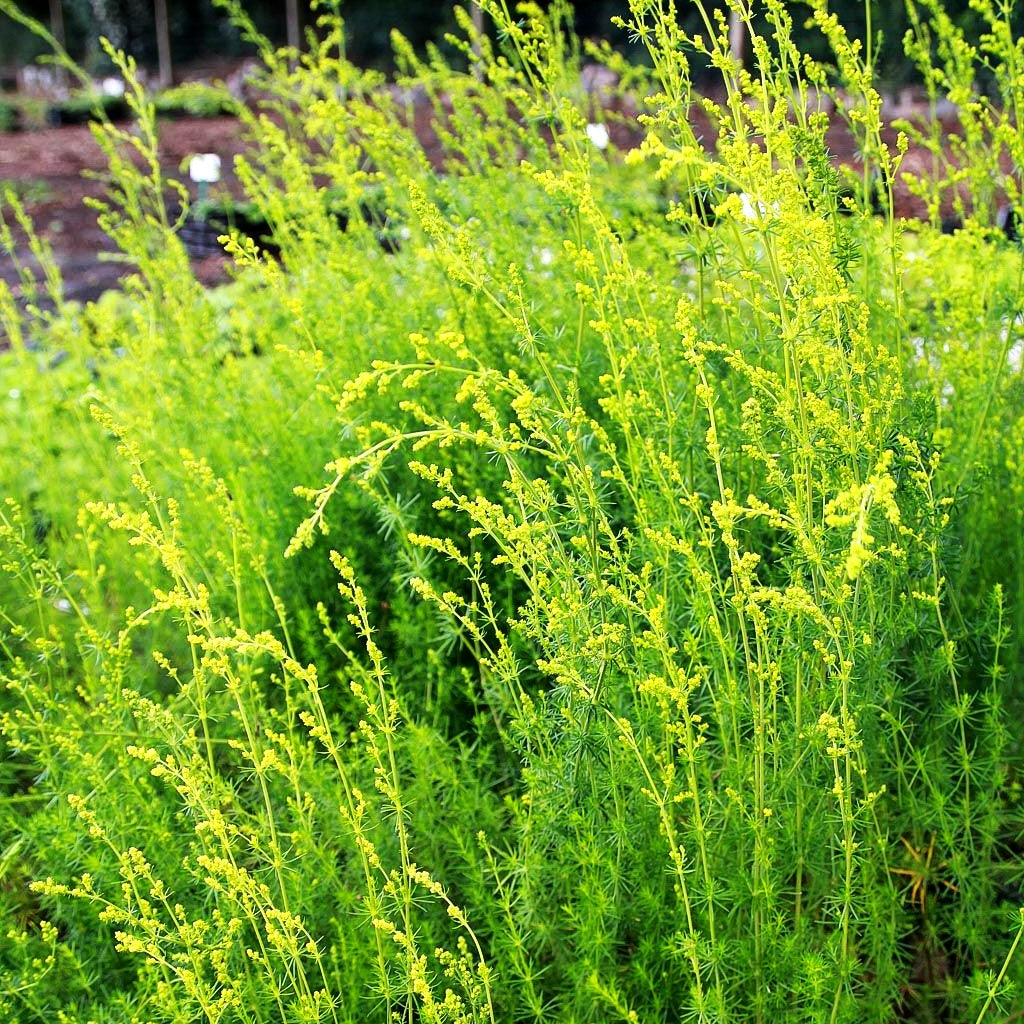 Echtes Labkraut (Galium verum)