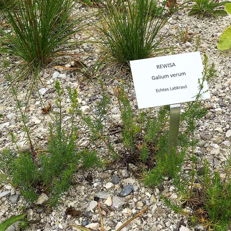 Echtes Labkraut (Galium verum)