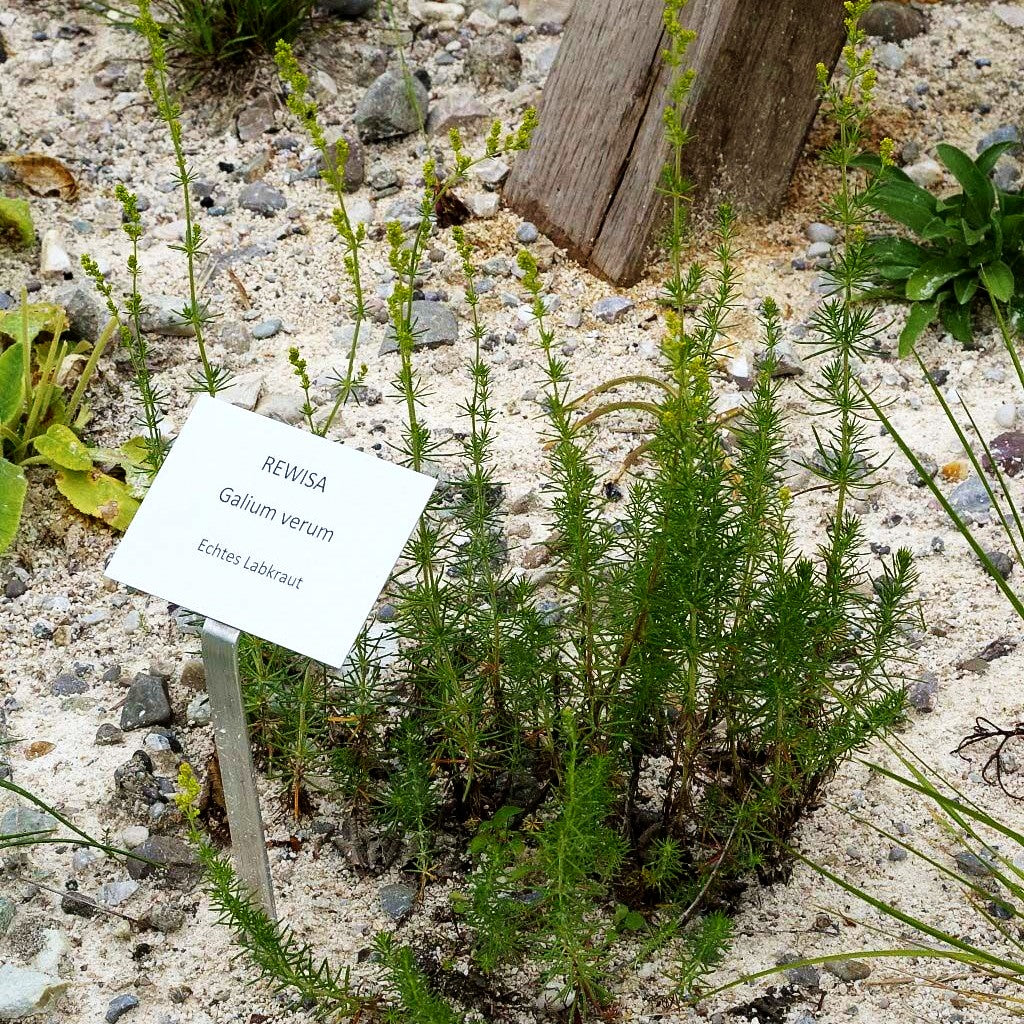 Echtes Labkraut (Galium verum)