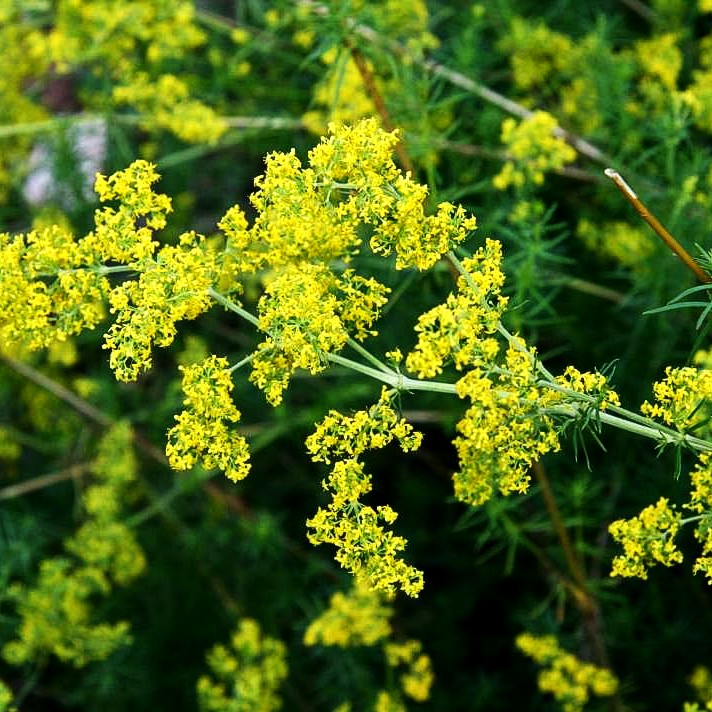 Echtes Labkraut (Galium verum)