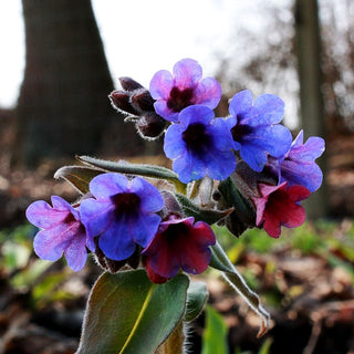 Echtes Lungenkraut (Pulmonaria officinalis)