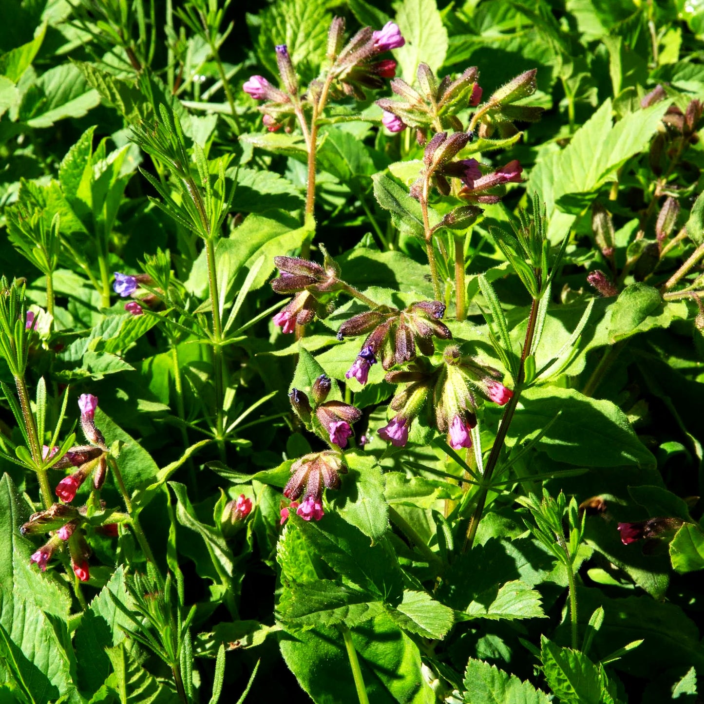 Echtes Lungenkraut (Pulmonaria officinalis)