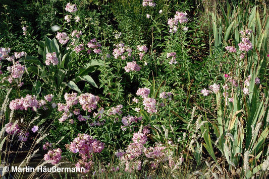 Echtes Seifenkraut (Saponaria officinalis)