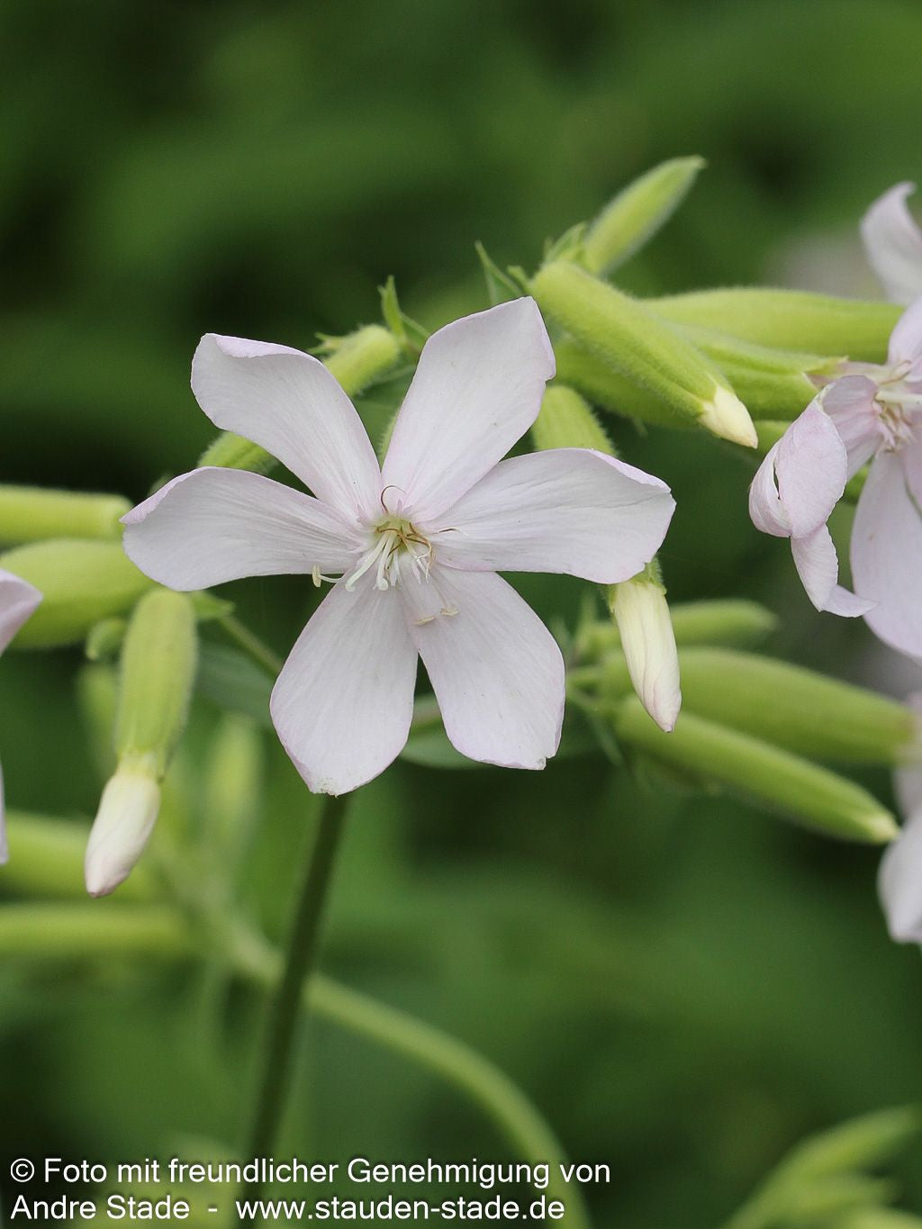 Echtes Seifenkraut (Saponaria officinalis)