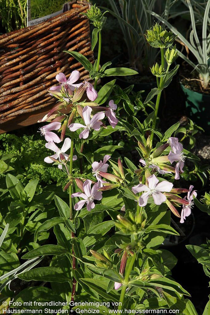 Echtes Seifenkraut (Saponaria officinalis)