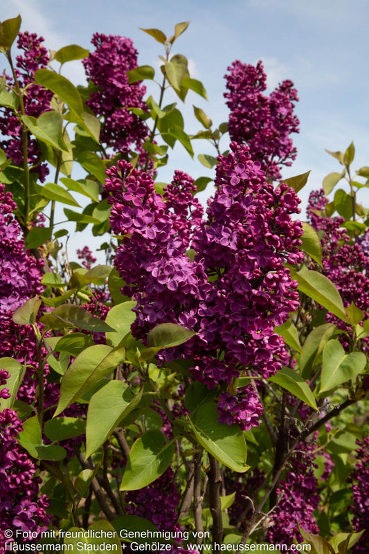 Edel-Flieder 'Andenken an Ludwig Späth' (Syringa vulg.)