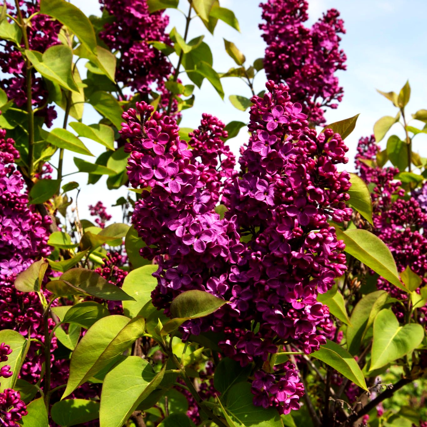 Edel-Flieder 'Andenken an Ludwig Späth' (Syringa vulg.)