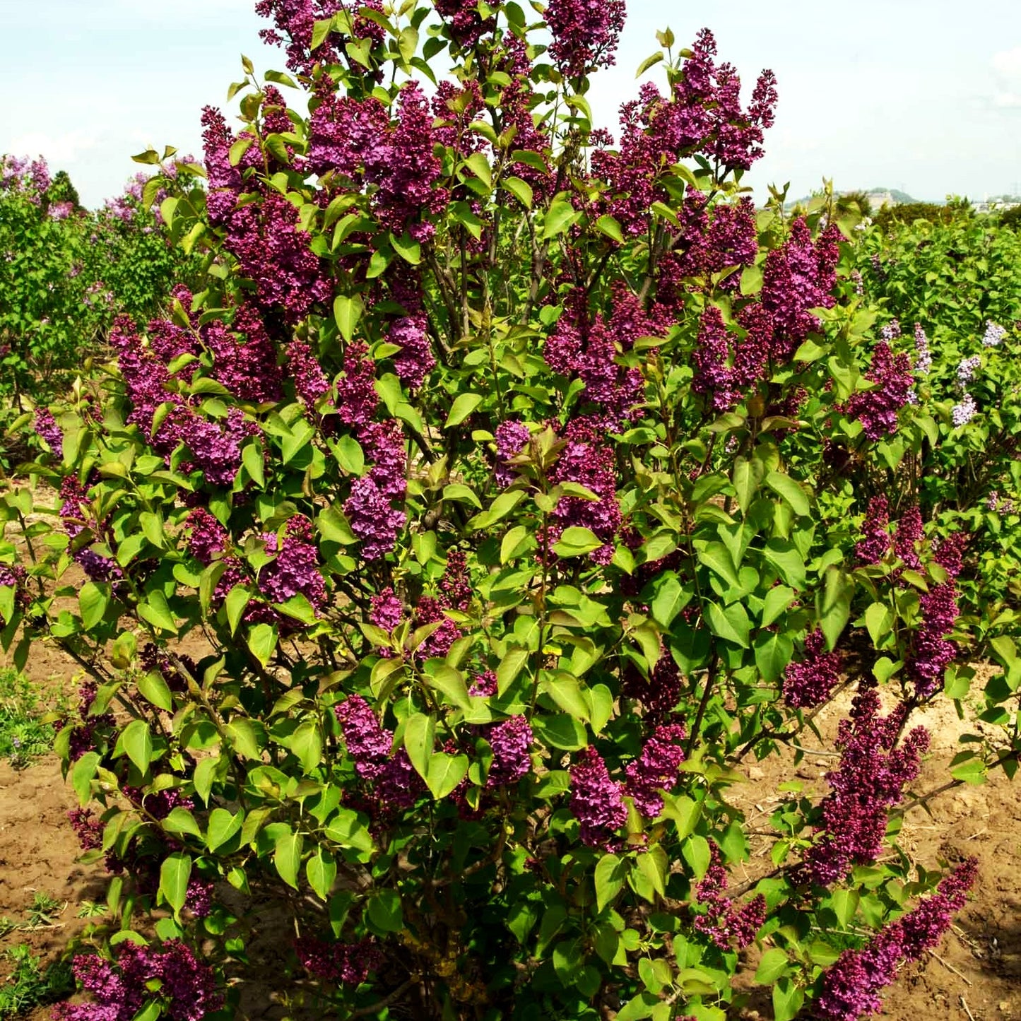 Edel-Flieder 'Andenken an Ludwig Späth' (Syringa vulg.)